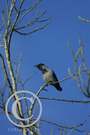 Hooded Crow